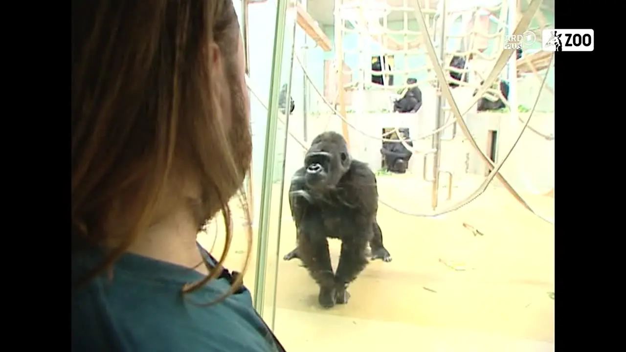 ARD Plus Zoo live