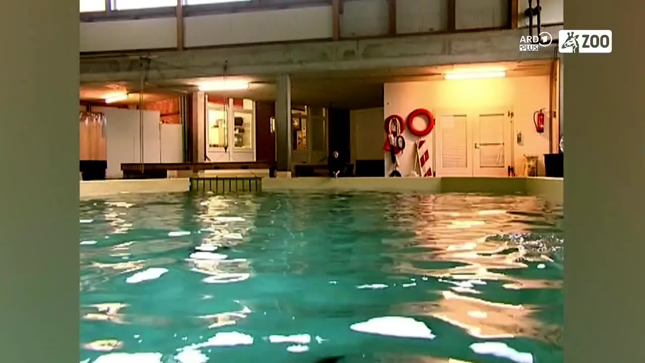 ARD Plus Zoo live