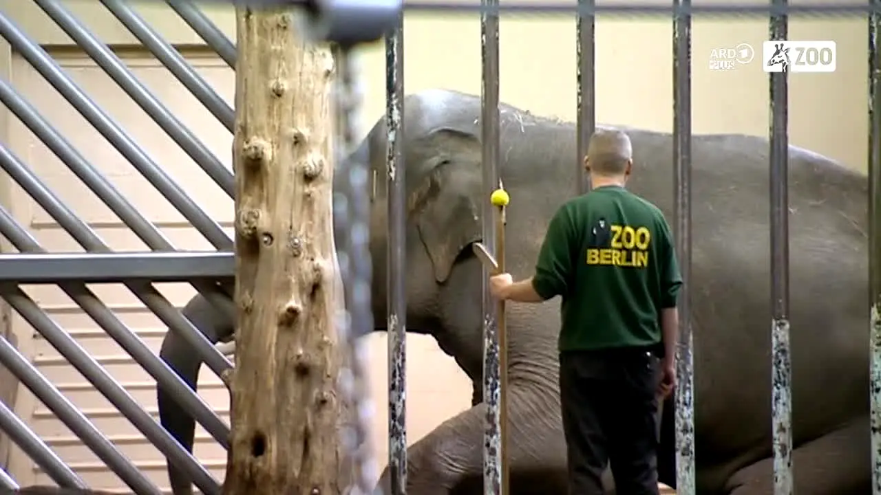 ARD Plus Zoo en vivo
