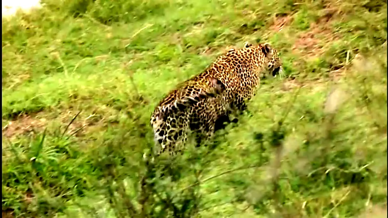 BBC Earth en vivo