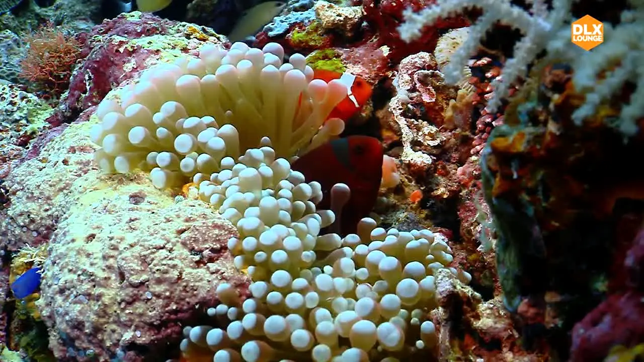 Deluxe Lounge en direct