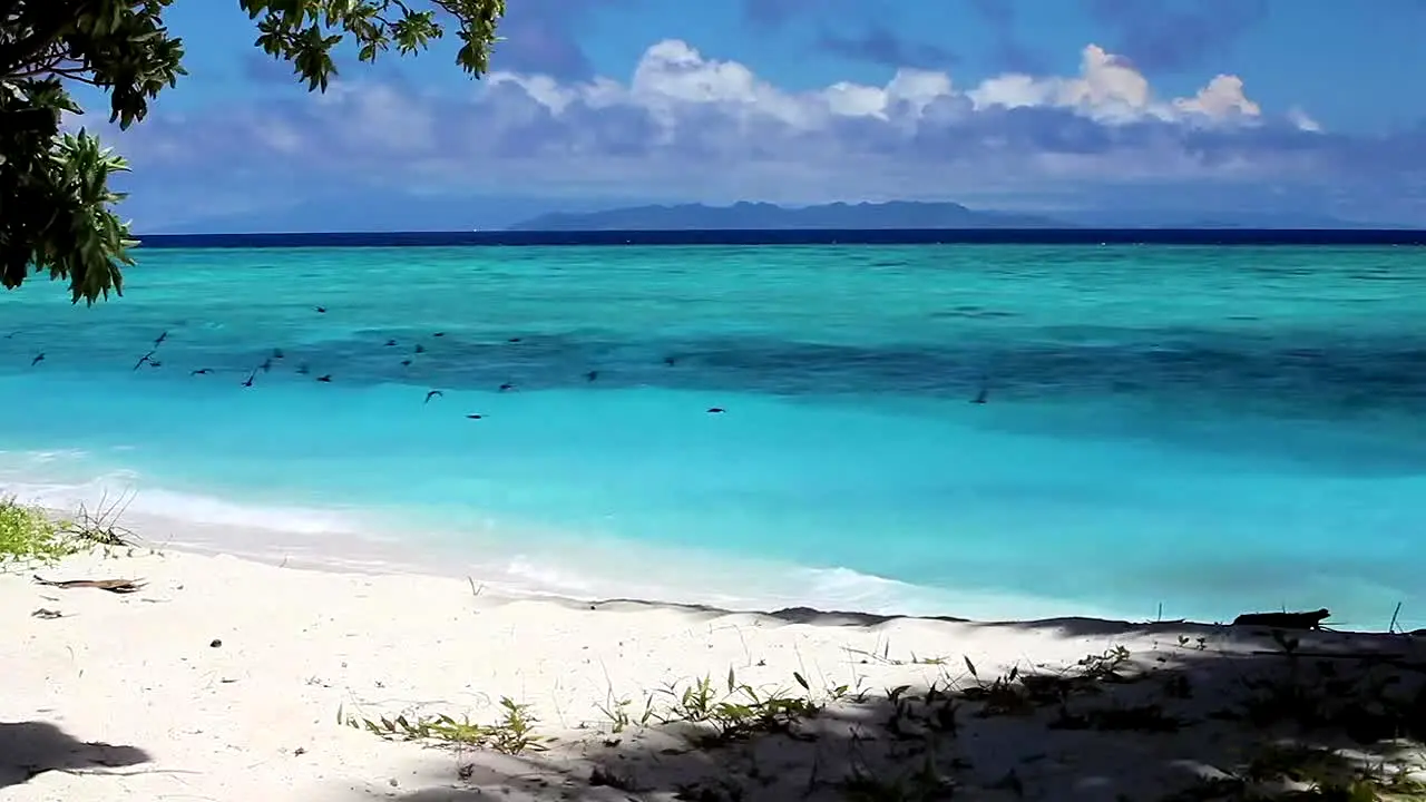 Island Vibes live
