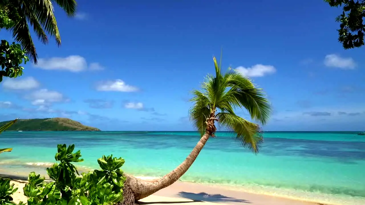 Island Vibes live