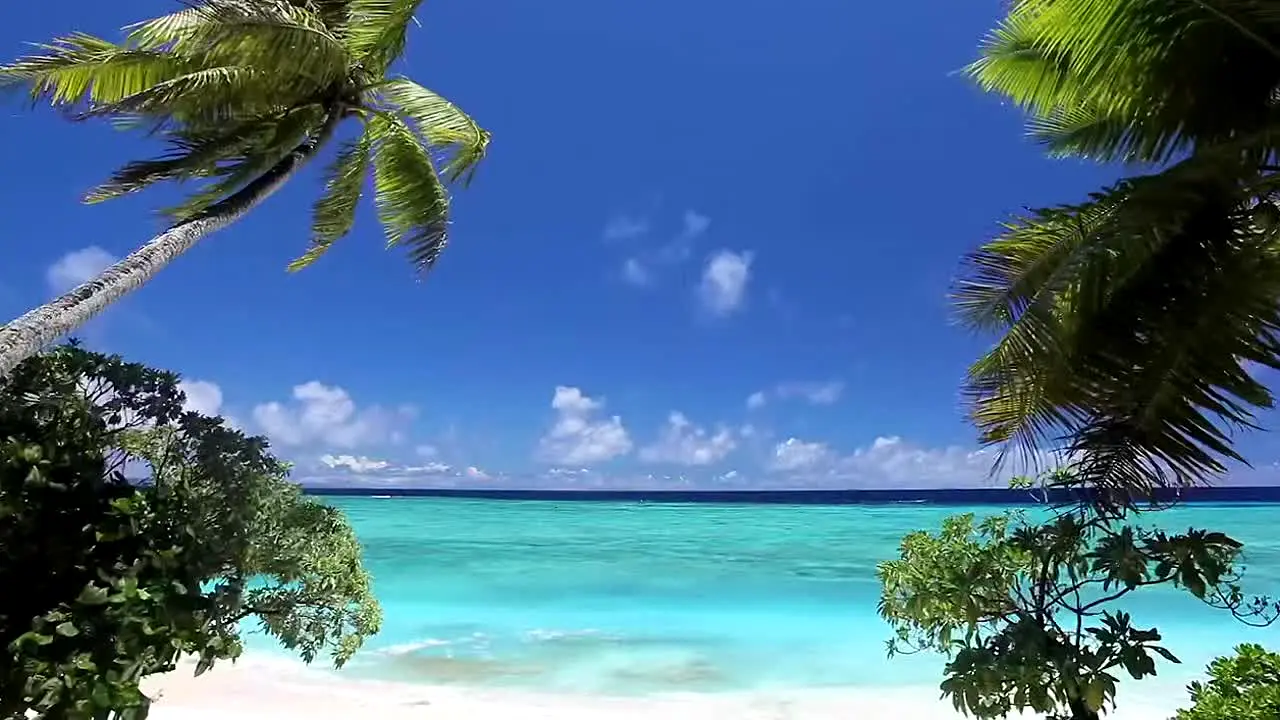 Island Vibes live