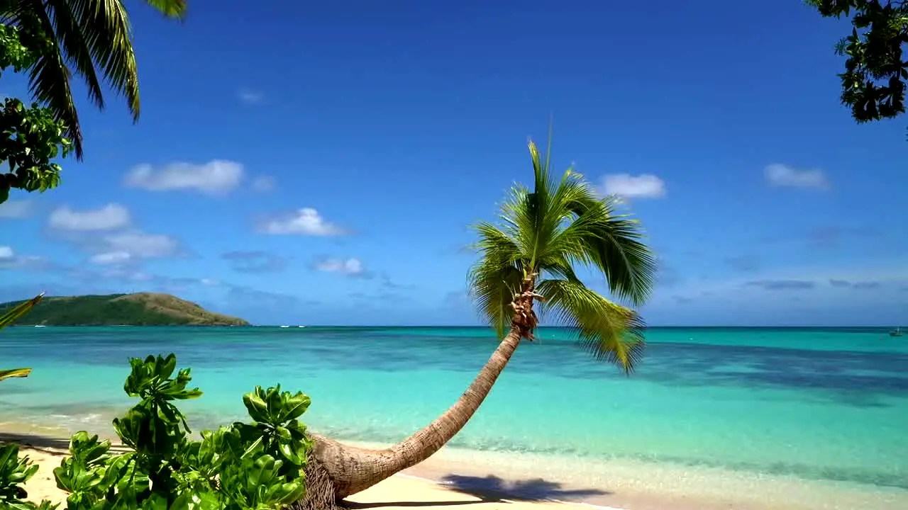 Island Vibes live