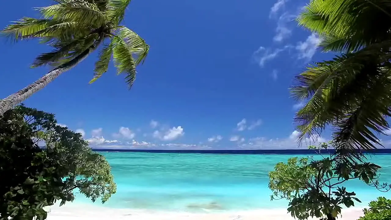 Island Vibes live