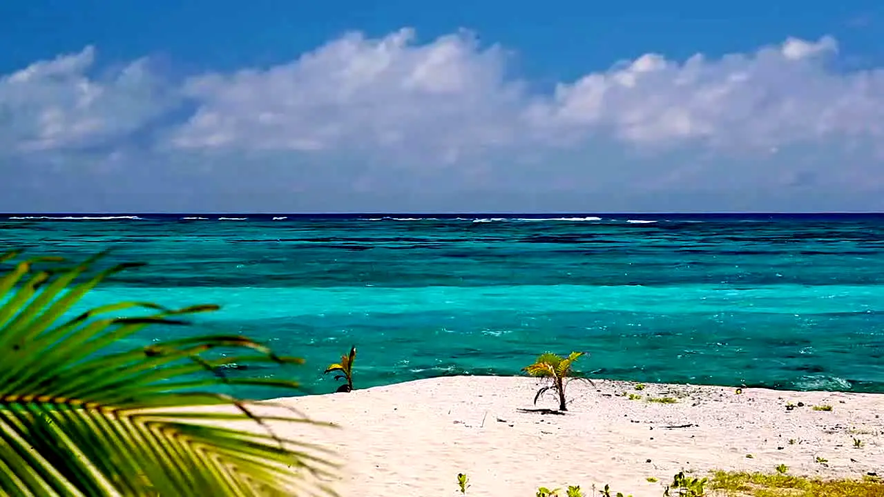Island Vibes live