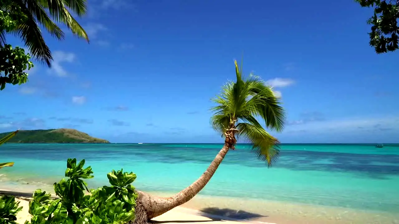 Island Vibes live