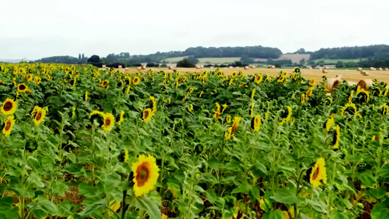 Landlust TV na żywo