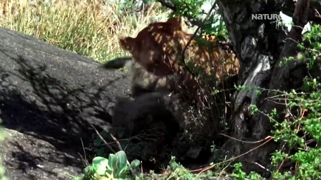 NatureTime [FR] in diretta