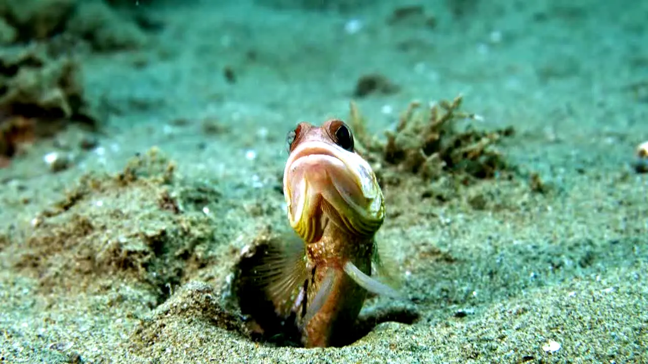 Ocean Vibes live