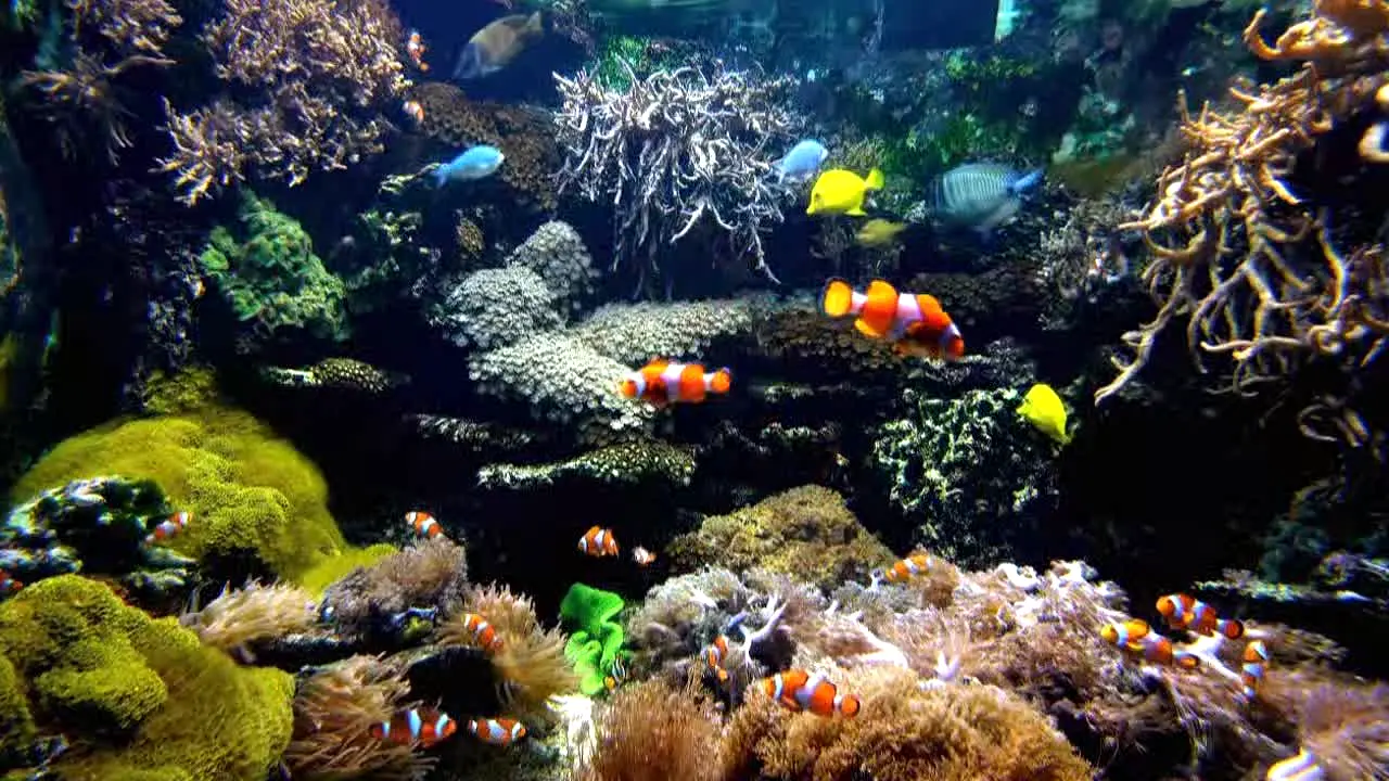 Ocean Vibes live