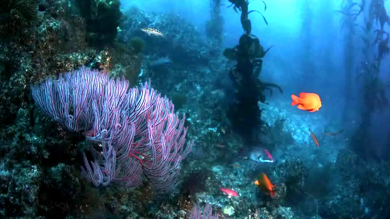 Ocean Vibes live