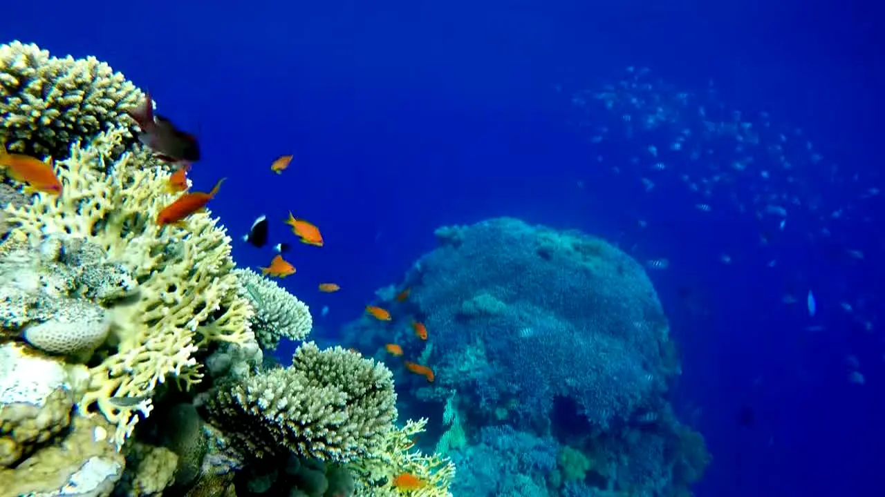 Ocean Vibes live