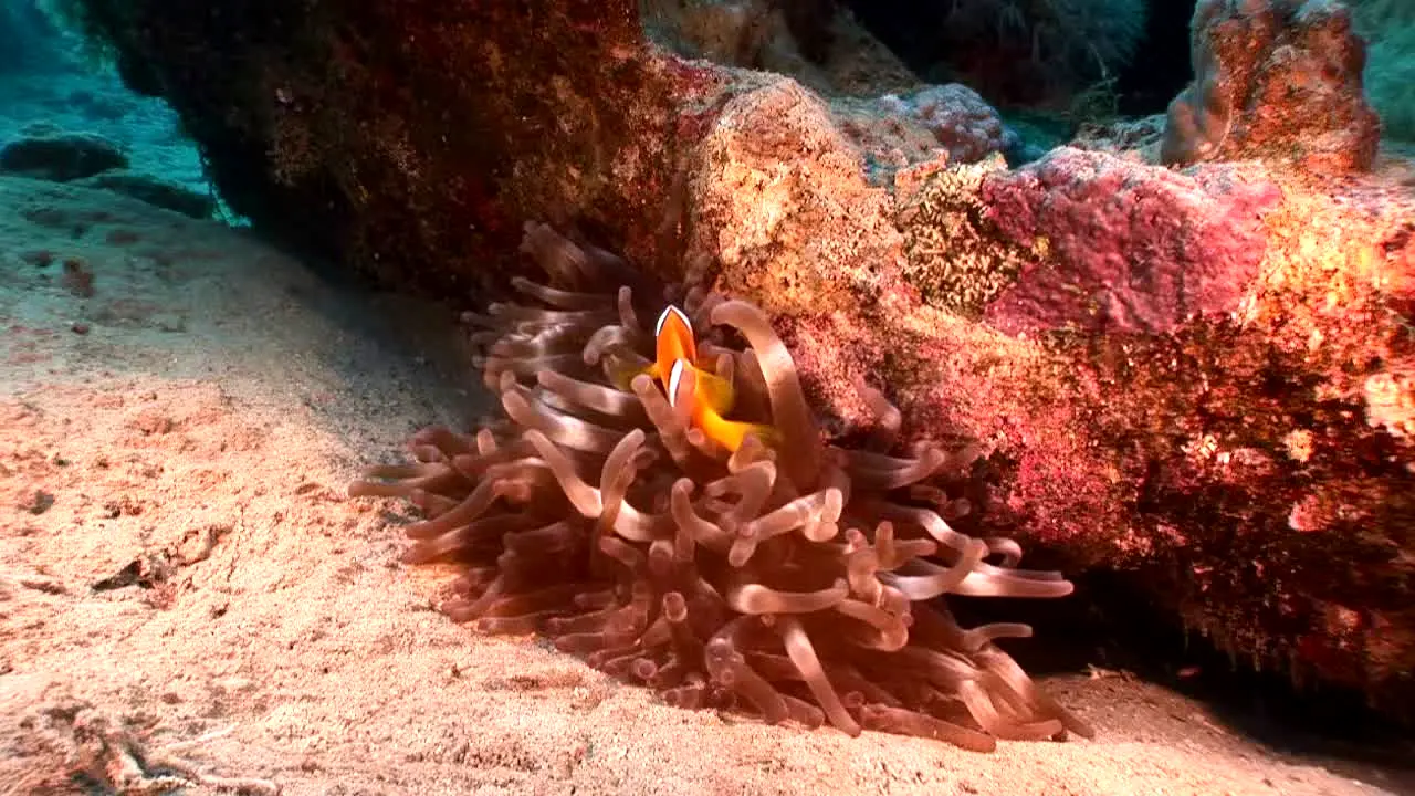 Ocean Vibes live