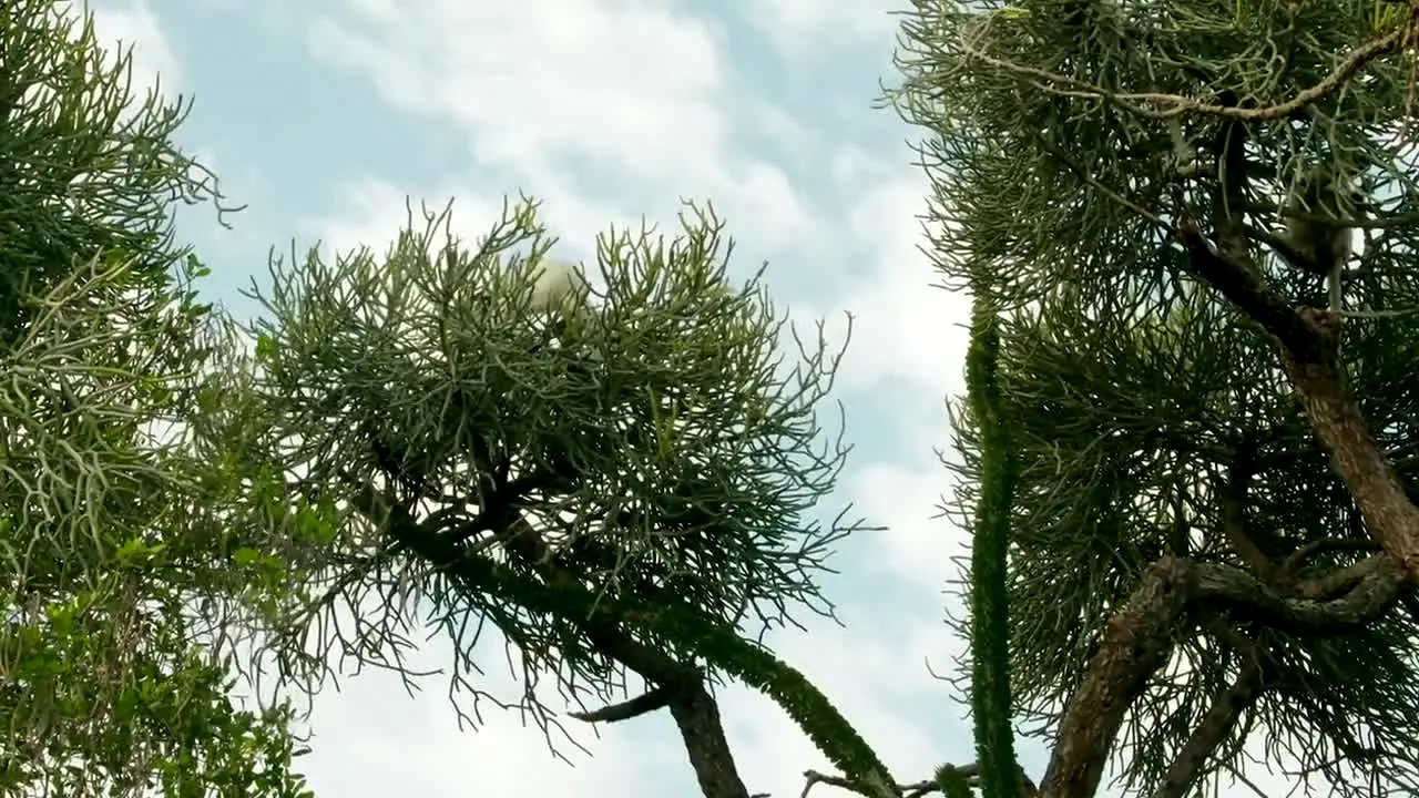 Planeta Salvaje in diretta