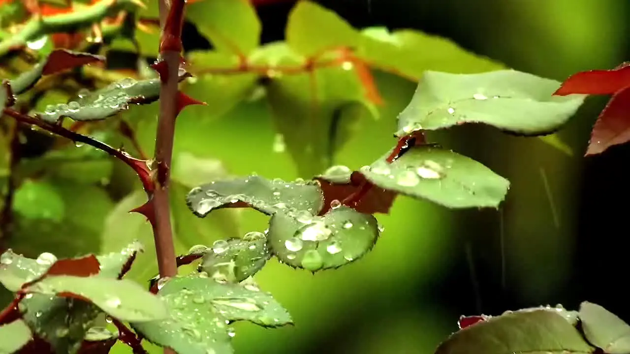 Rainy Day Vibes in diretta