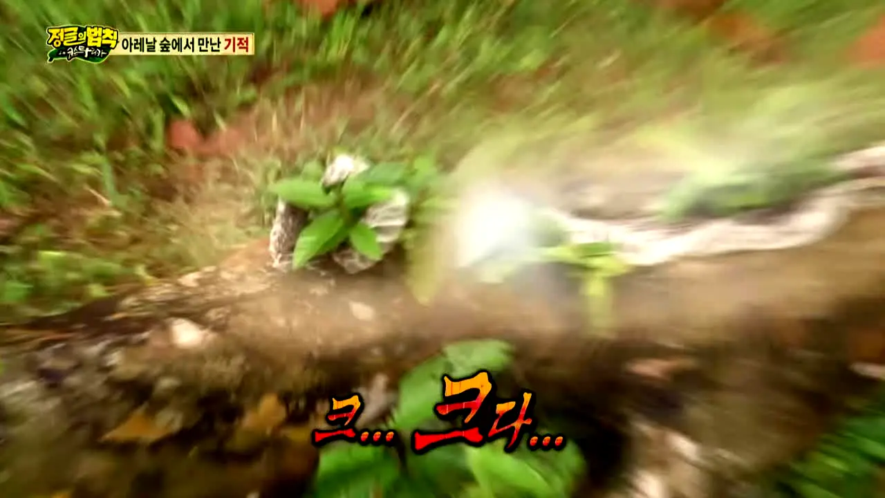 SBS 정글의 법칙 live