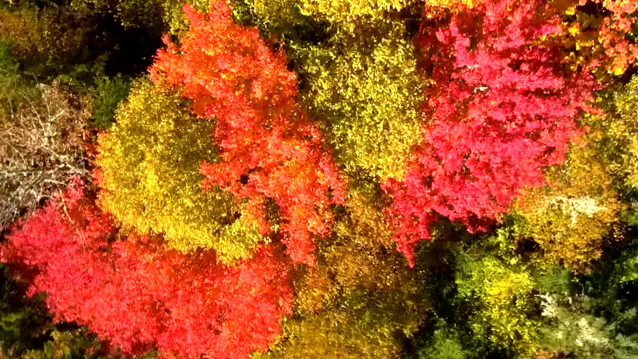 Fall Vibes en direct