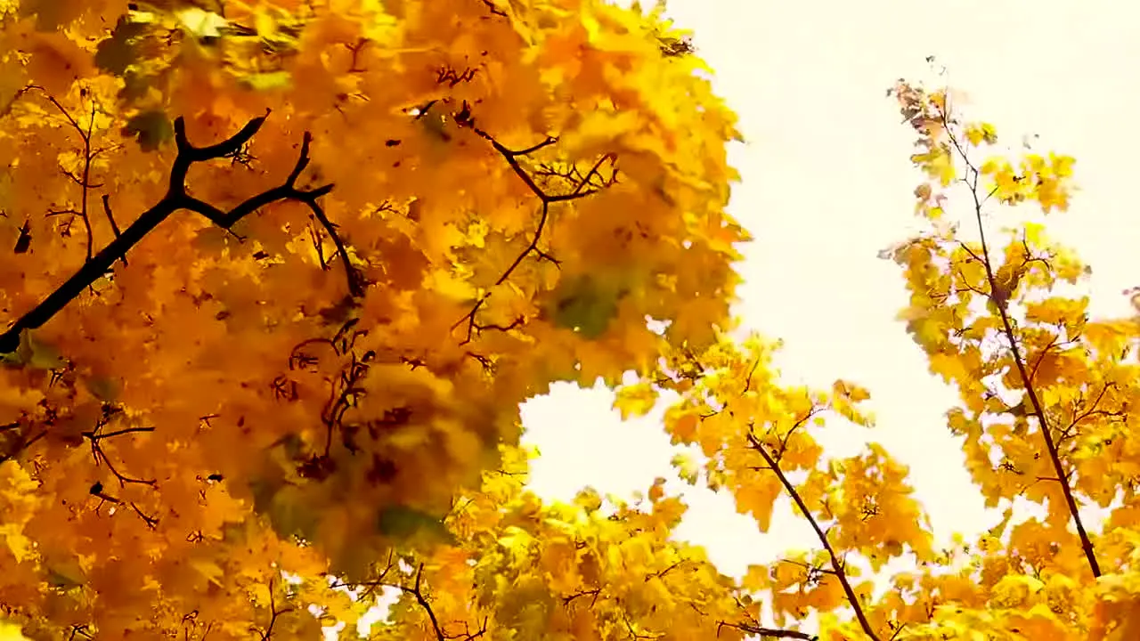 Fall Vibes live