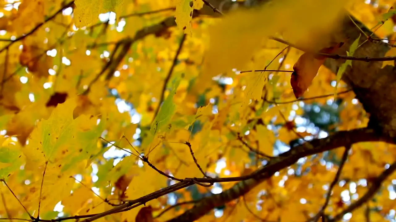 Fall Vibes live