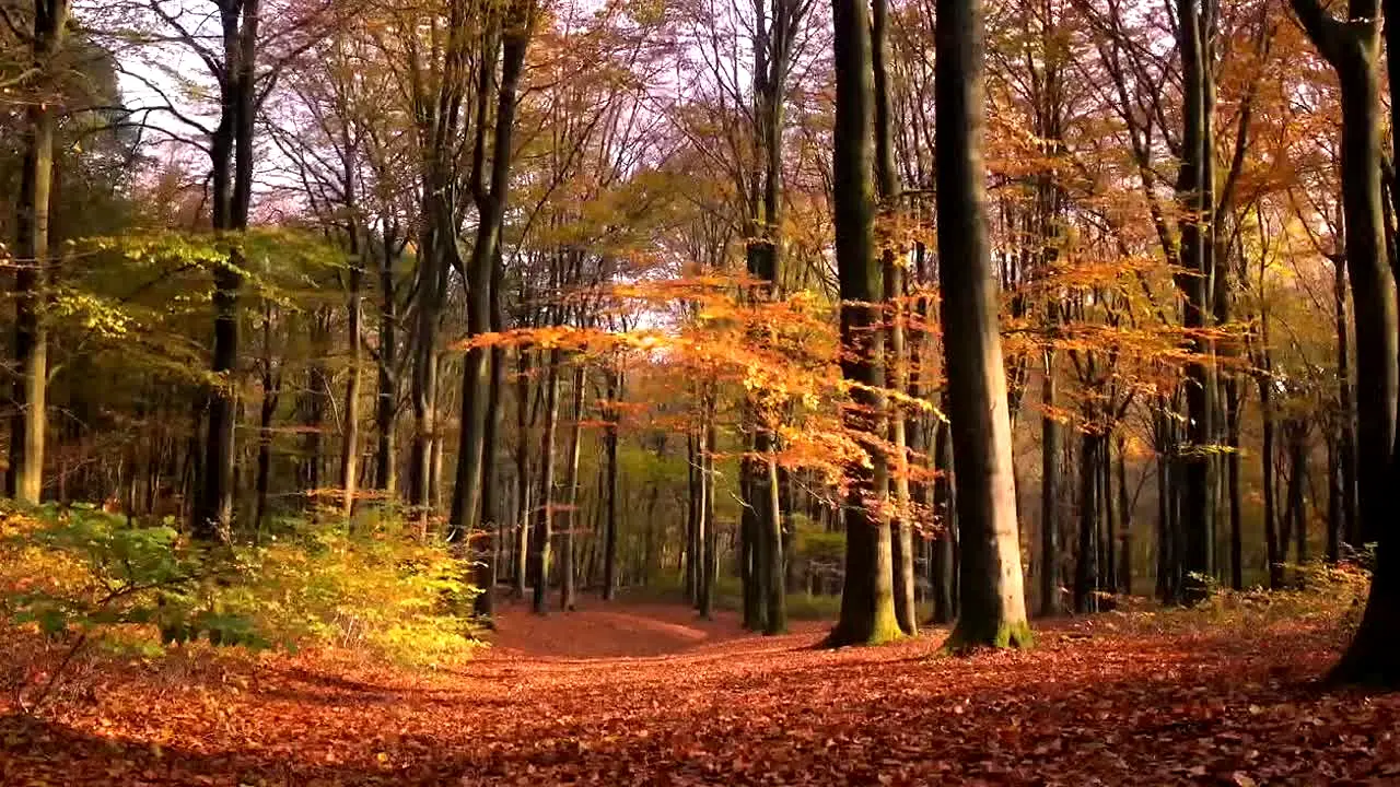 Fall Vibes live