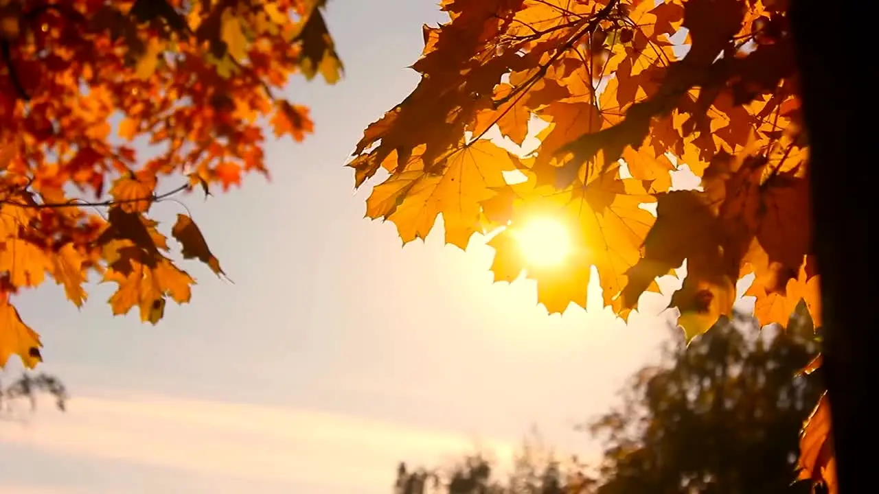 Fall Vibes live