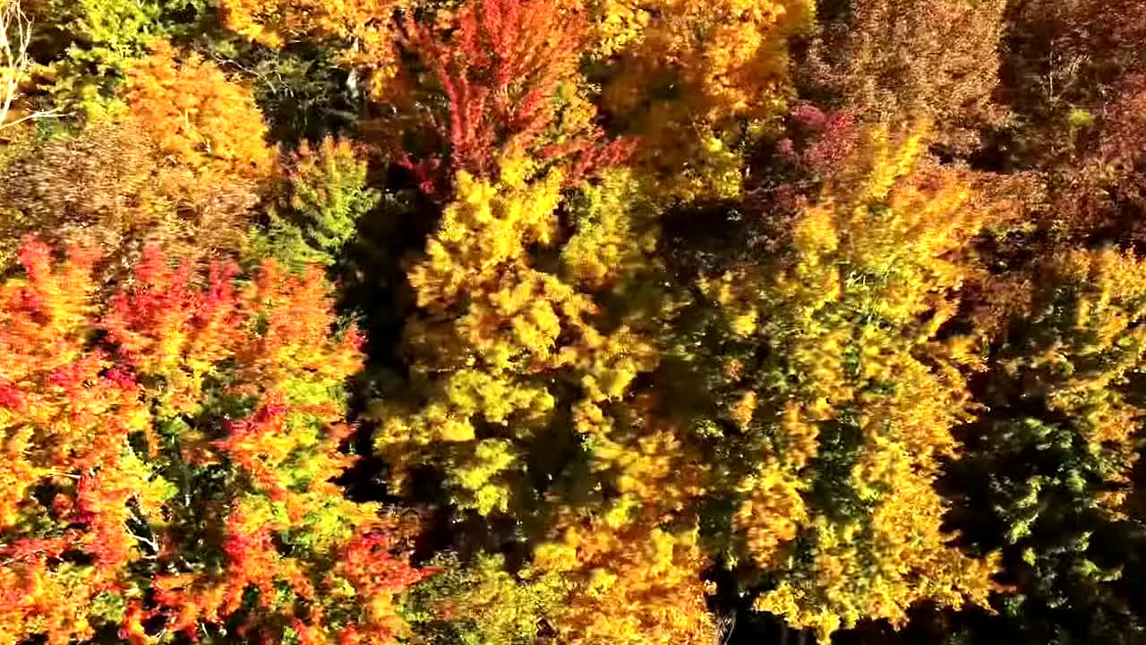 Fall Vibes live