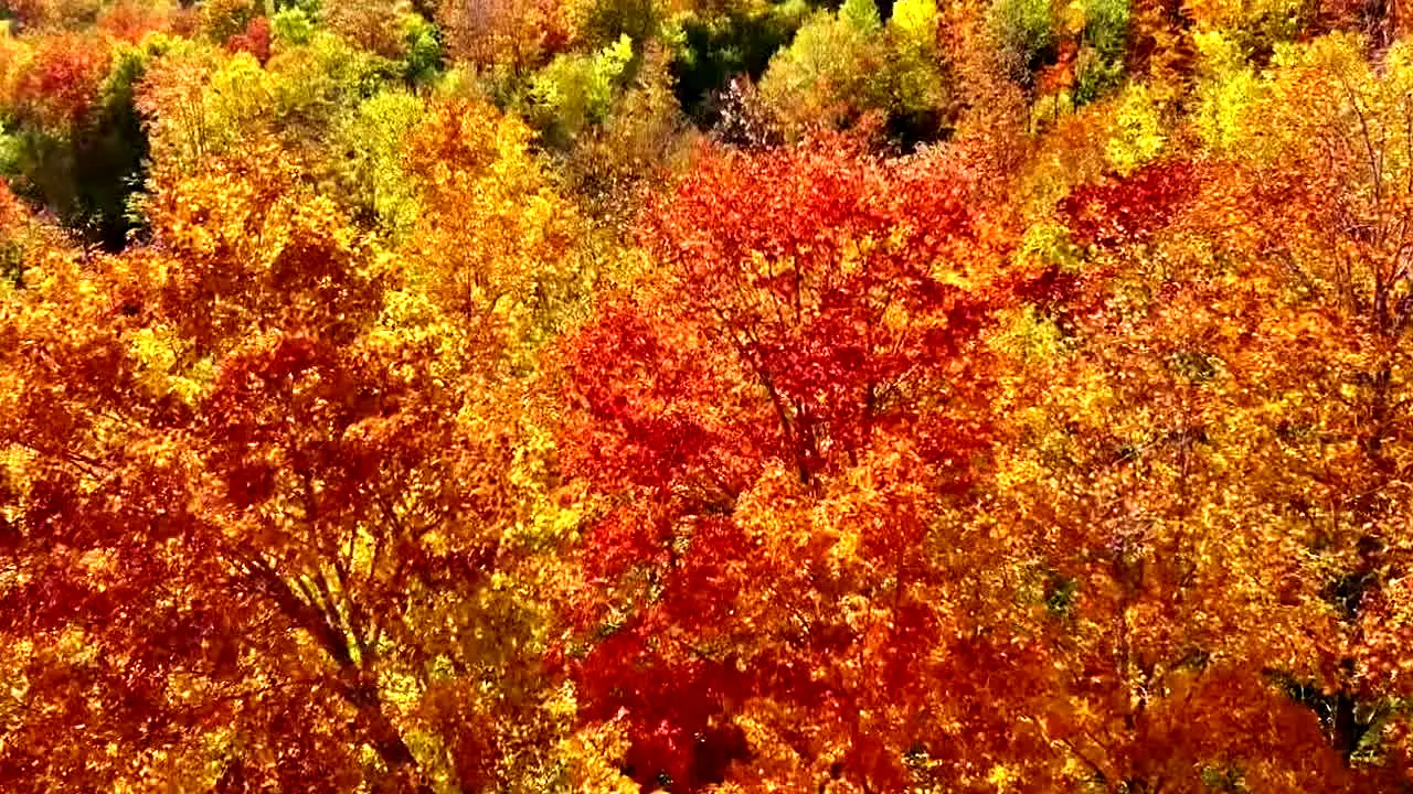 Fall Vibes live