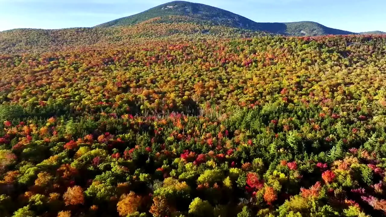 Fall Vibes live