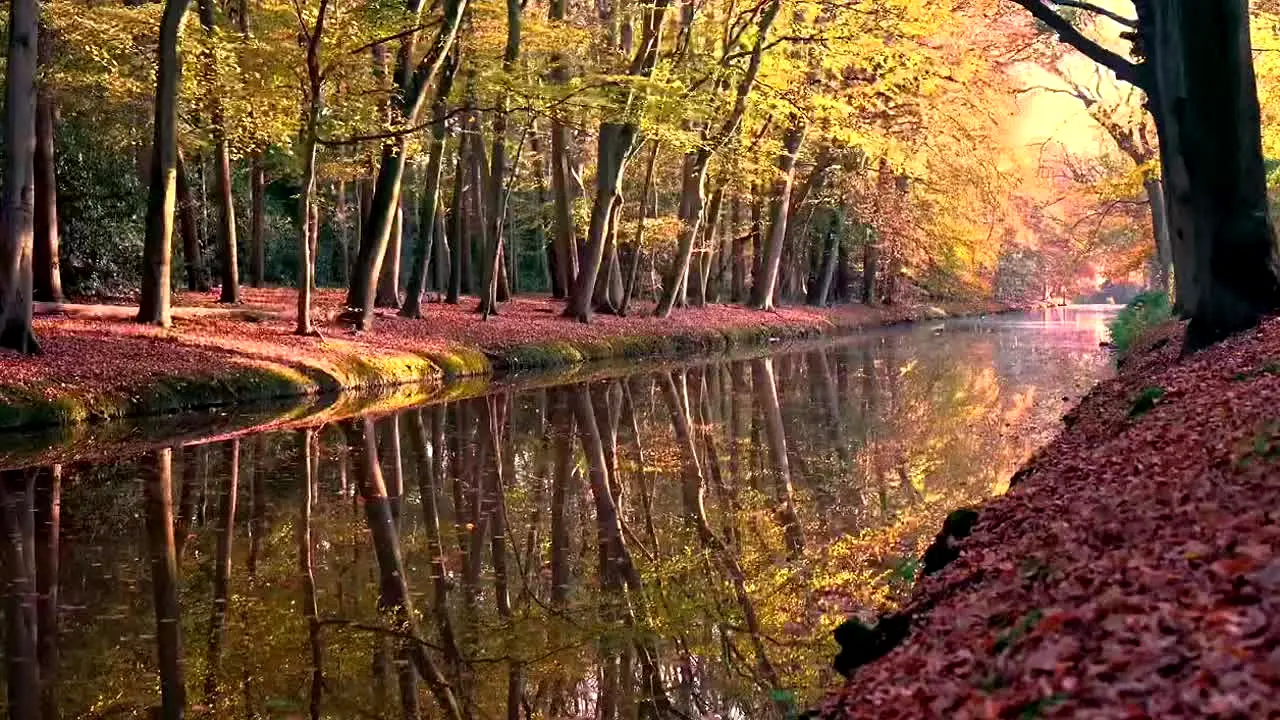 Fall Vibes live