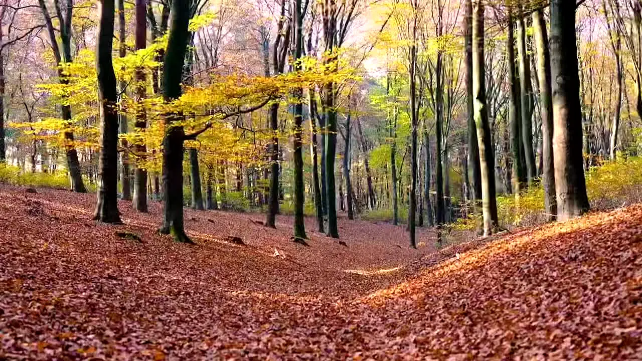 Fall Vibes live