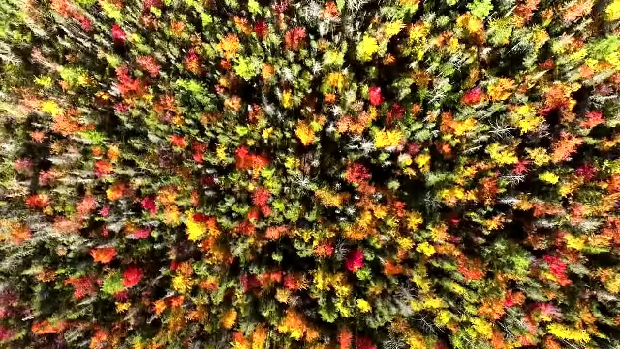 Fall Vibes en vivo