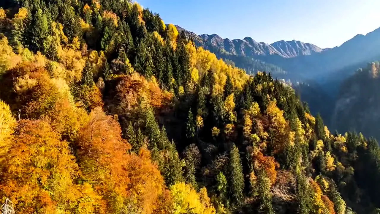 Fall Vibes live