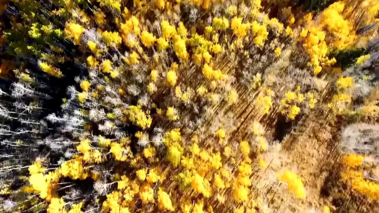 Fall Vibes in diretta