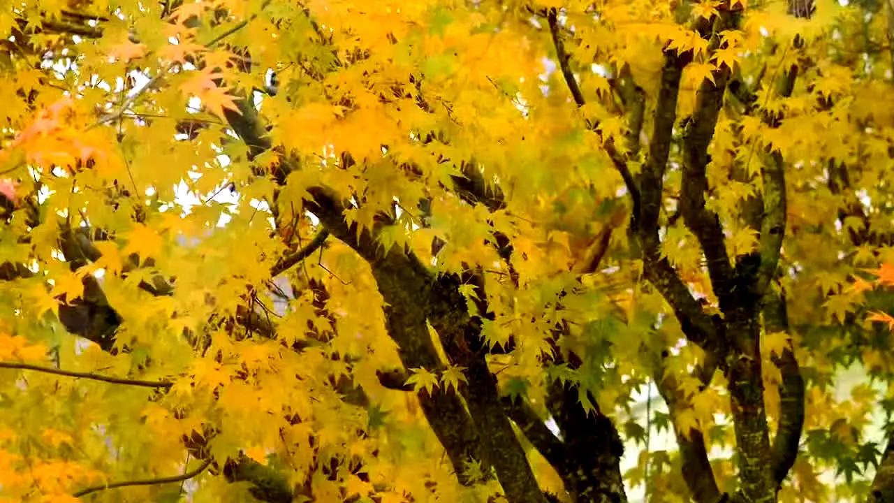 Fall Vibes ao vivo