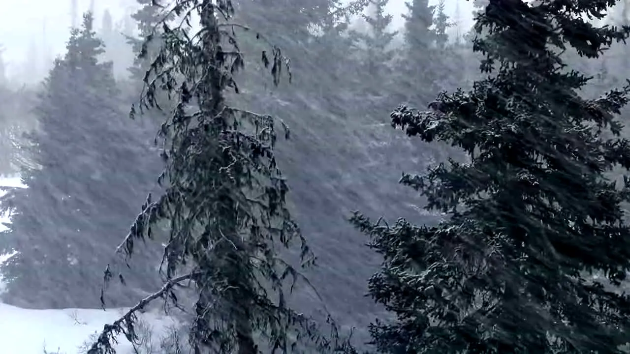 Storm Vibes — прямой эфир