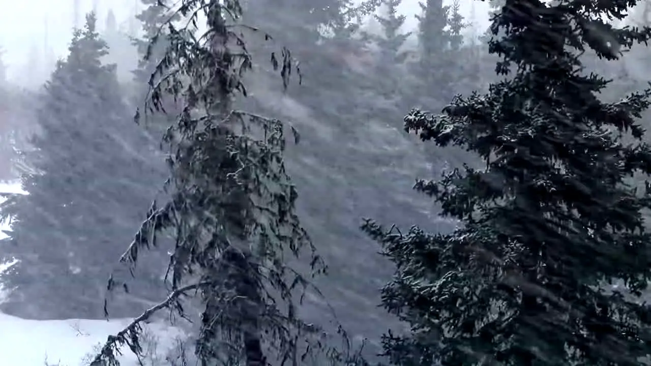 Storm Vibes in diretta
