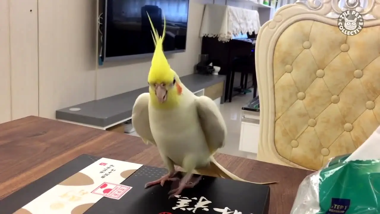 The Pet Collective live