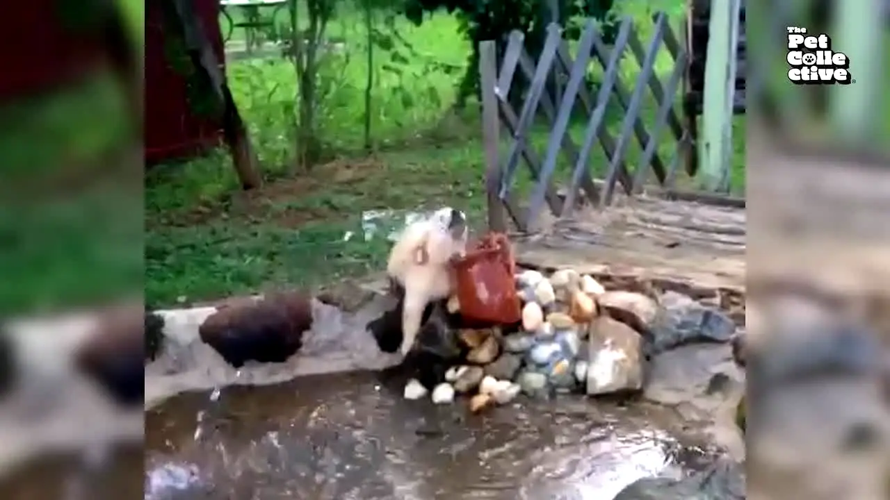 The Pet Collective — прямой эфир