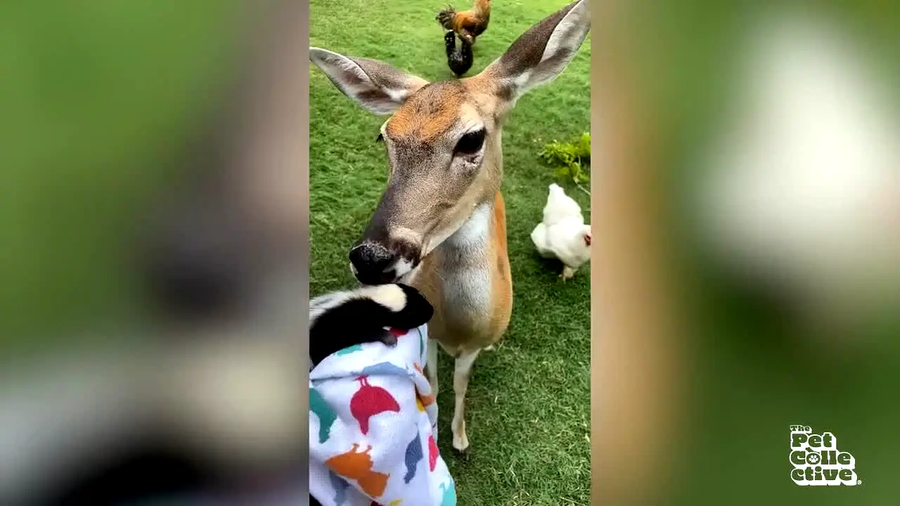 The Pet Collective live