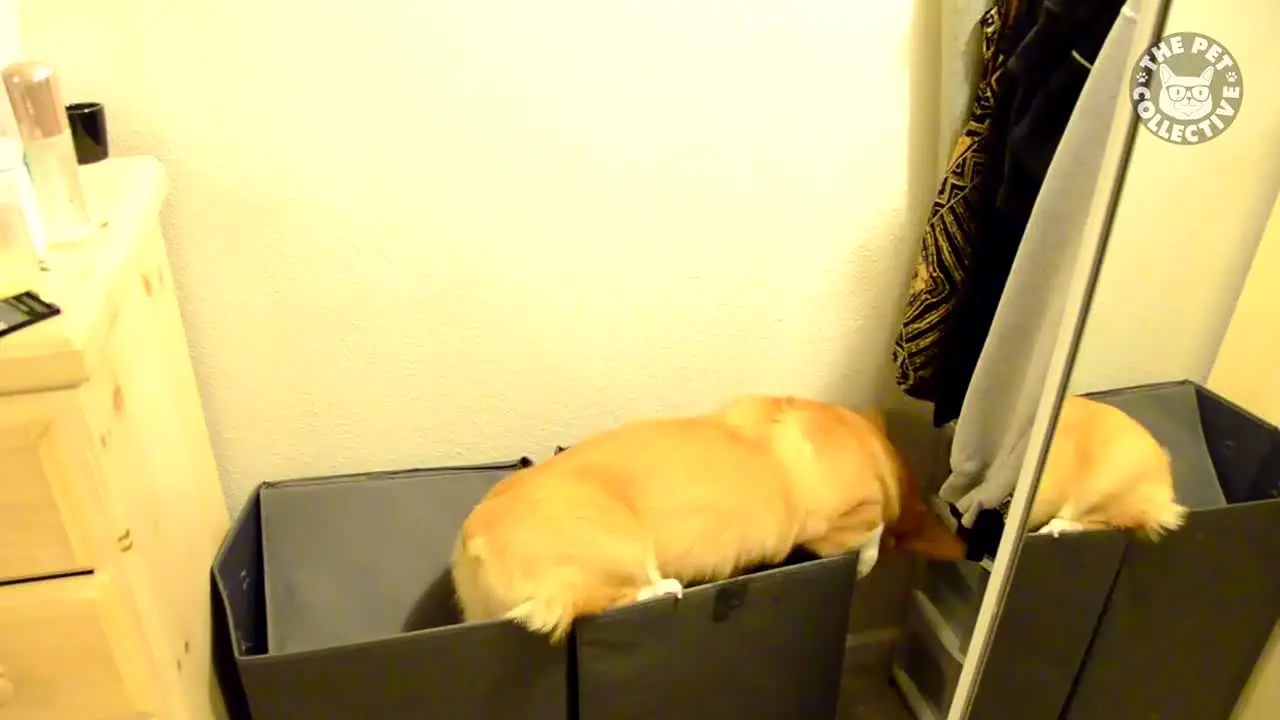 The Pet Collective live