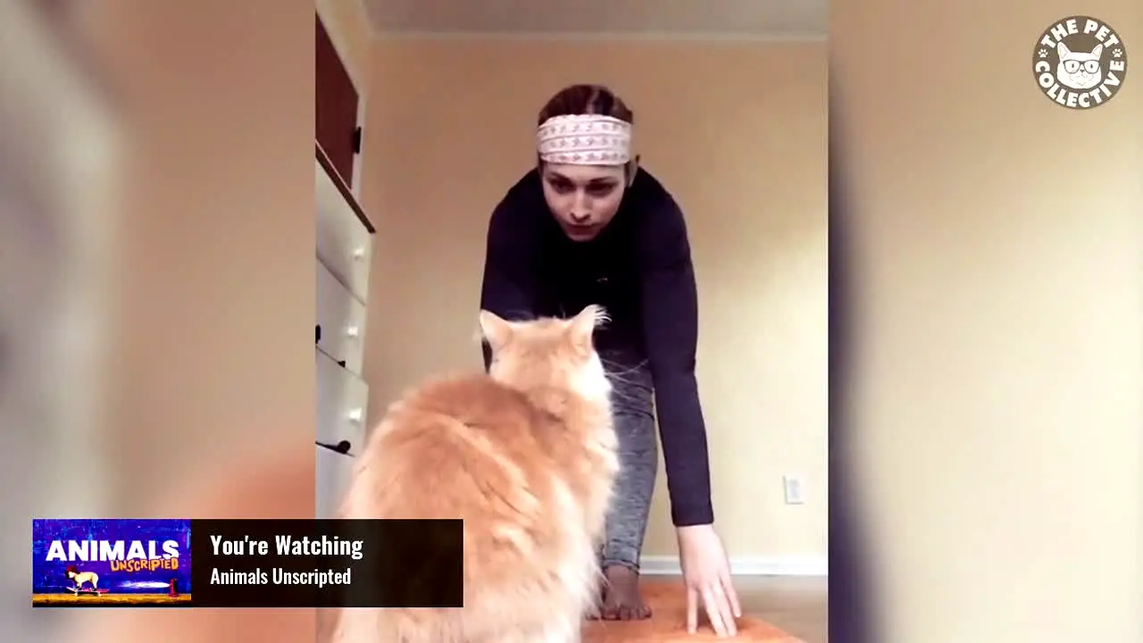 The Pet Collective live