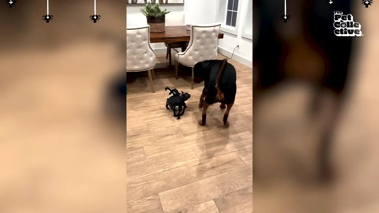 The Pet Collective en direct