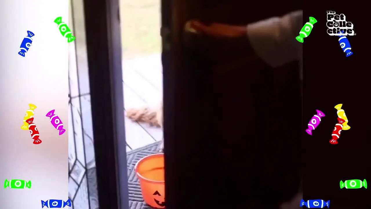 The Pet Collective live
