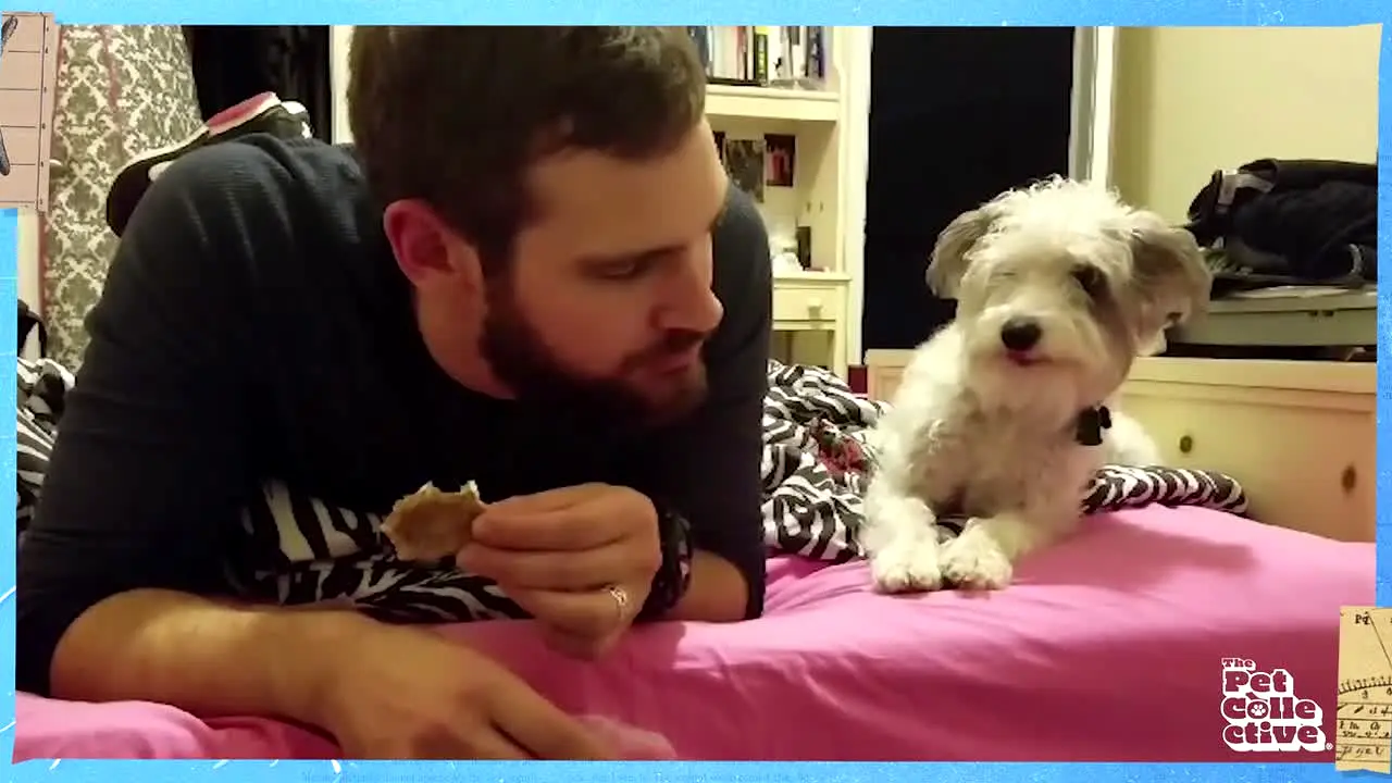 The Pet Collective in diretta