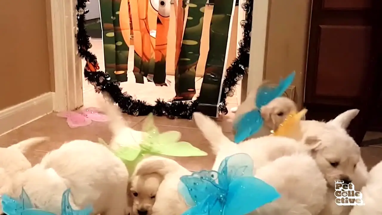 The Pet Collective live