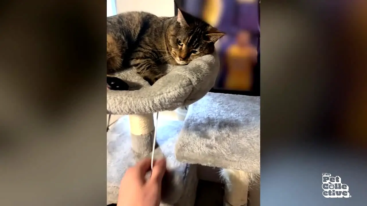The Pet Collective live