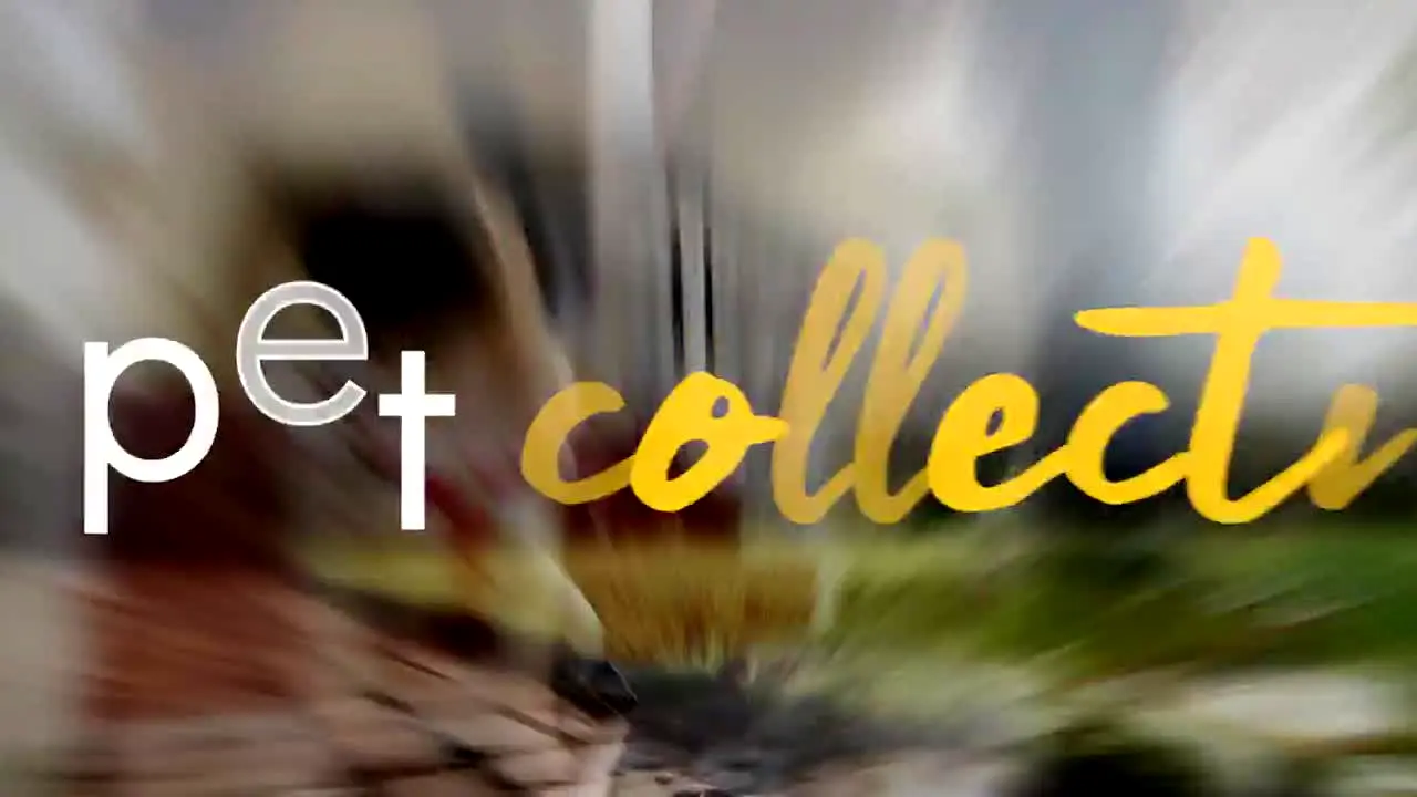 The Pet Collective live