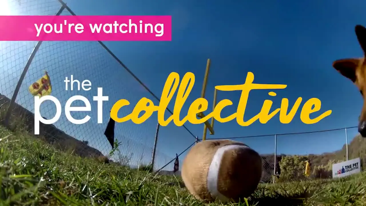 The Pet Collective live